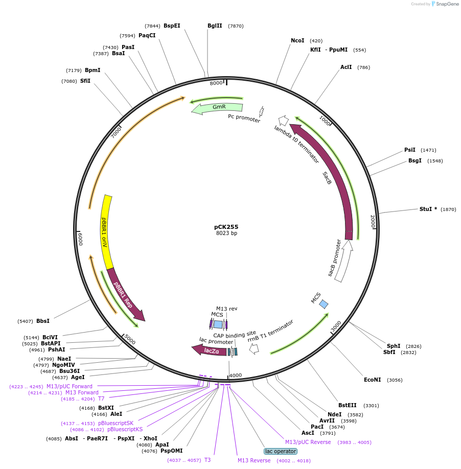 171155-plasmid-map-sequence-id-344746