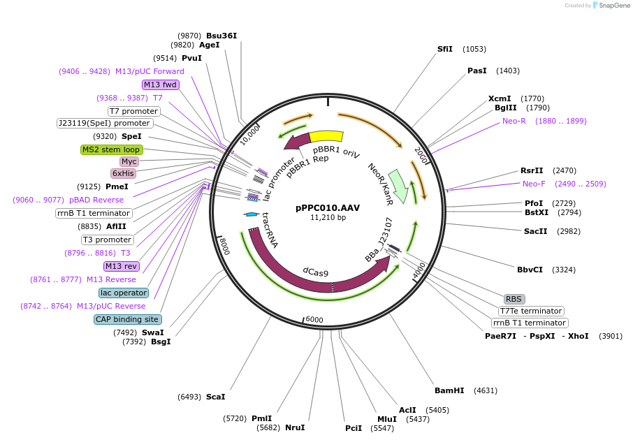 171175-plasmid-map-sequence-id-344748