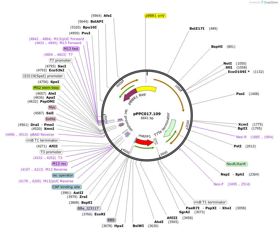 171145-plasmid-map-sequence-id-344749