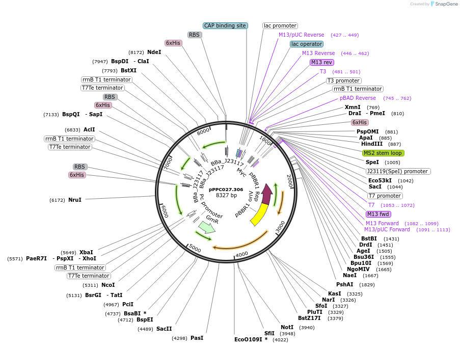 171149-plasmid-map-sequence-id-344752