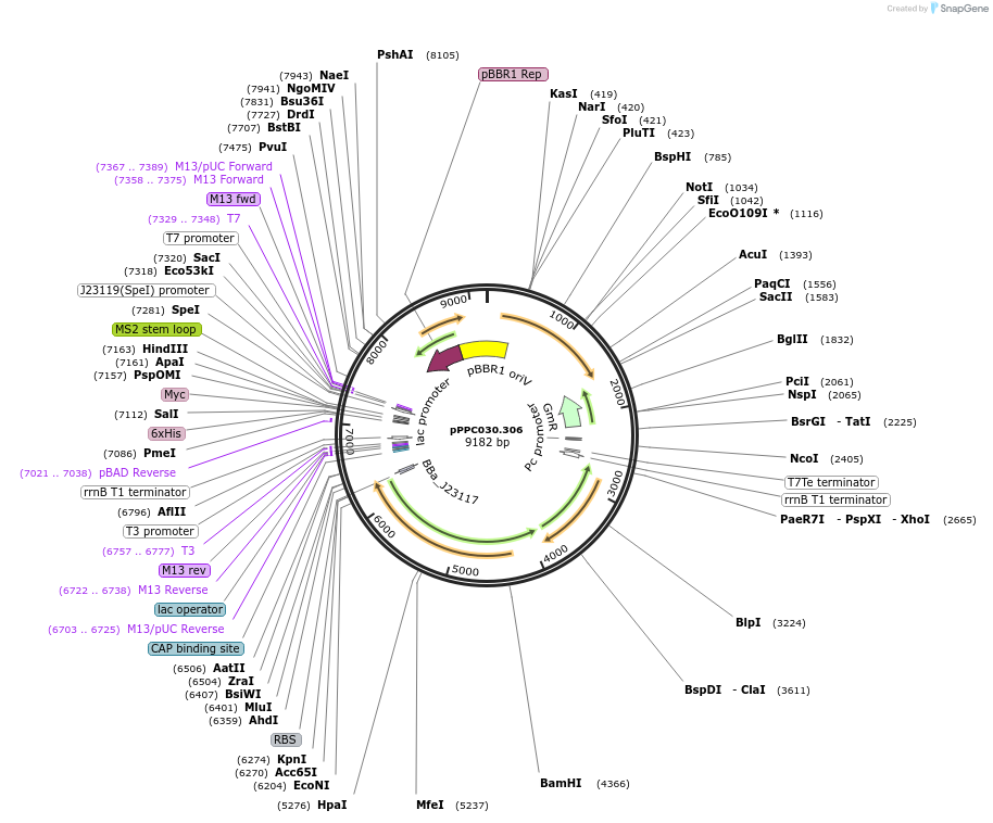 171151-plasmid-map-sequence-id-344760