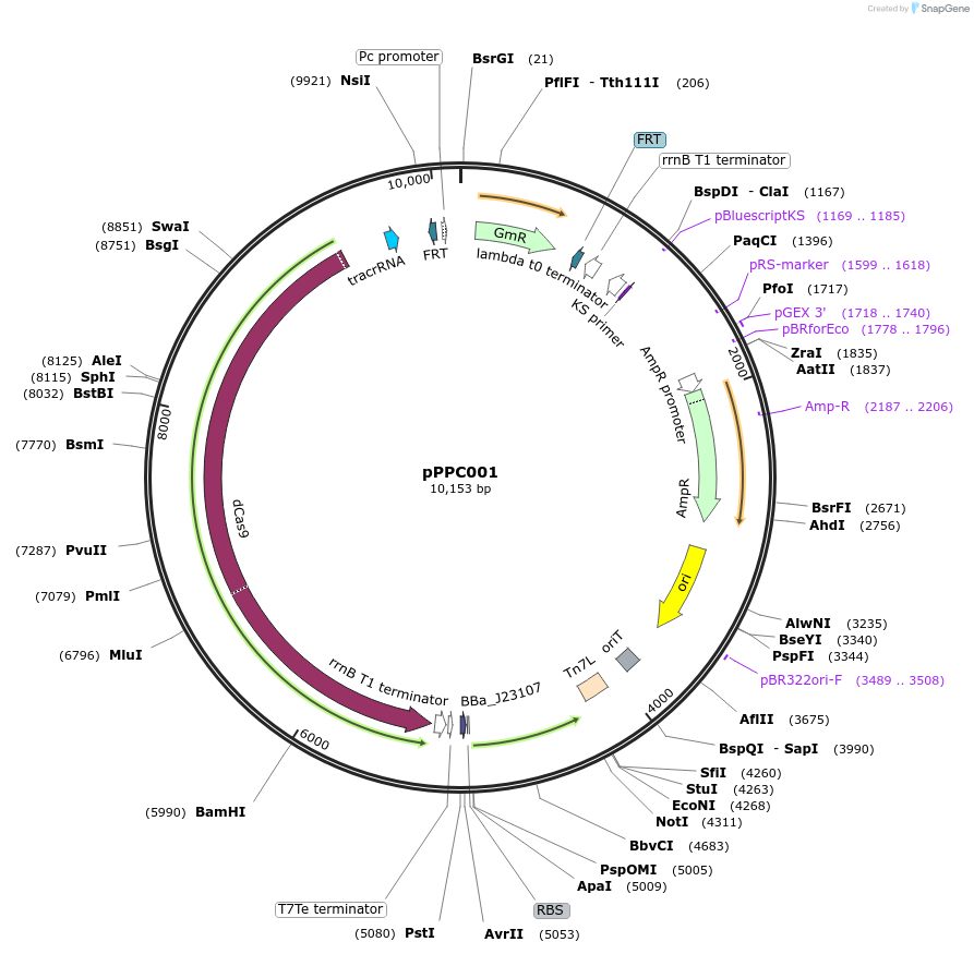 171138-plasmid-map-sequence-id-344761
