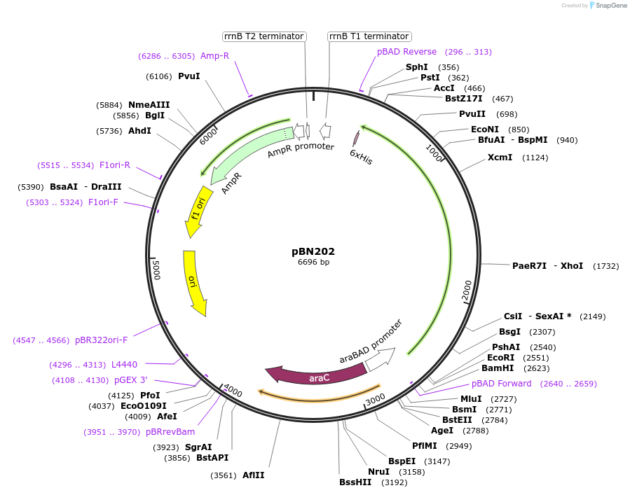 167950-plasmid-map-sequence-id-344771