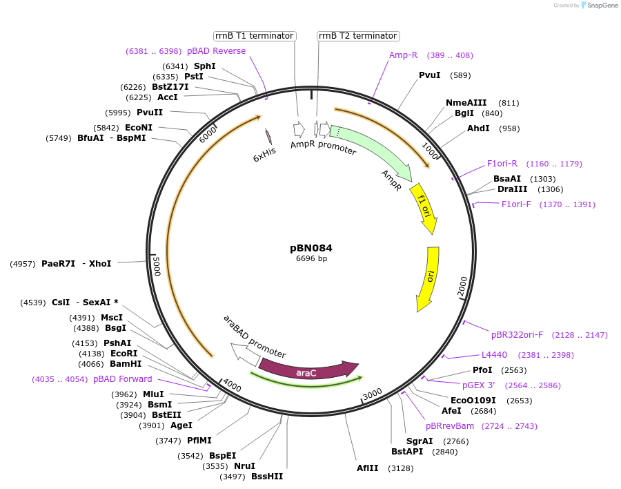 173446-plasmid-map-sequence-id-344774