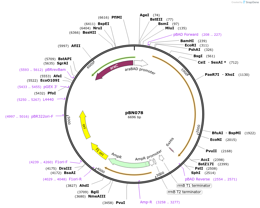 167959-plasmid-map-sequence-id-344793