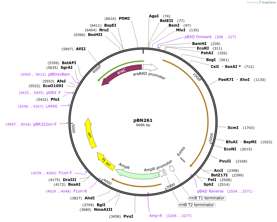 167966-plasmid-map-sequence-id-344799