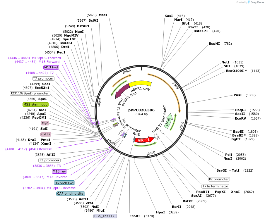 171148-plasmid-map-sequence-id-344820