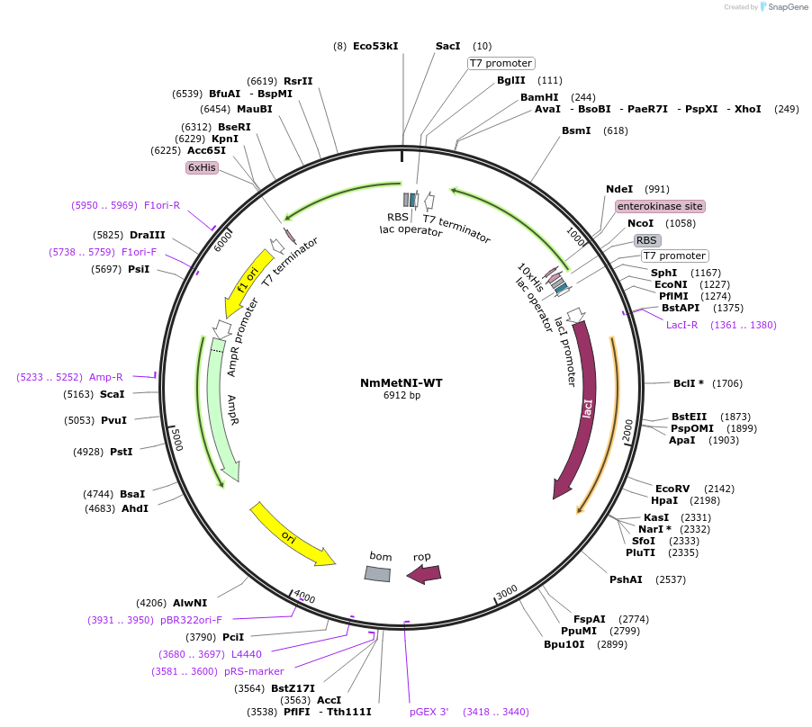 172114-plasmid-map-sequence-id-344823