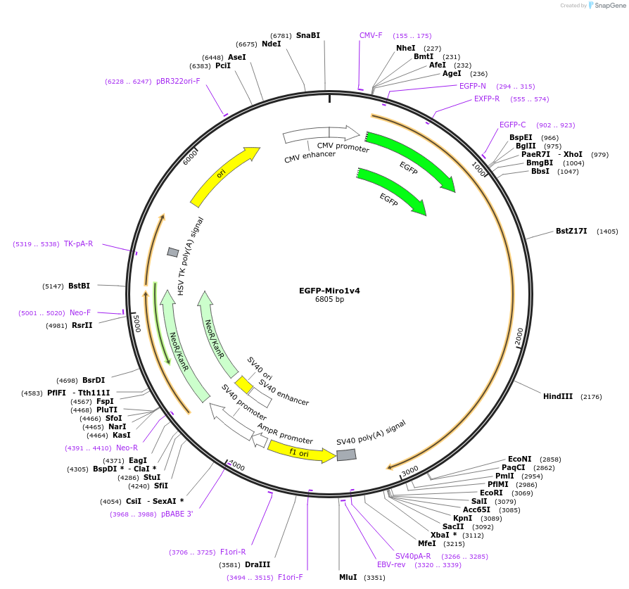 174111-plasmid-map-sequence-id-344825