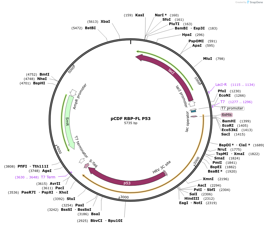 174042-plasmid-map-sequence-id-344832