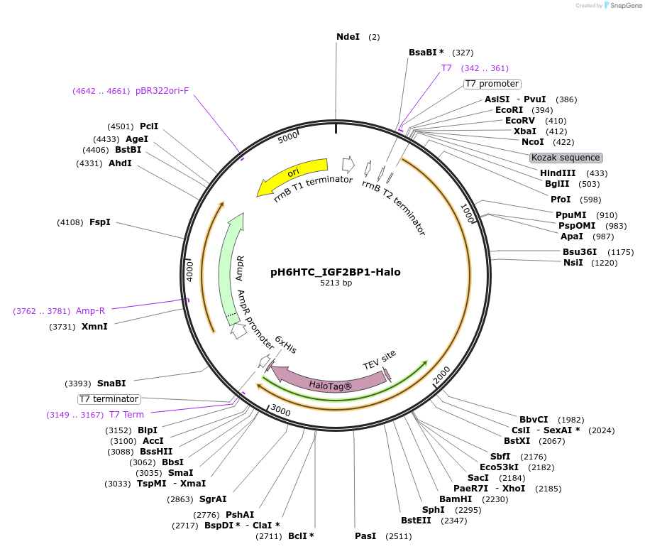 175300-plasmid-map-sequence-id-344839
