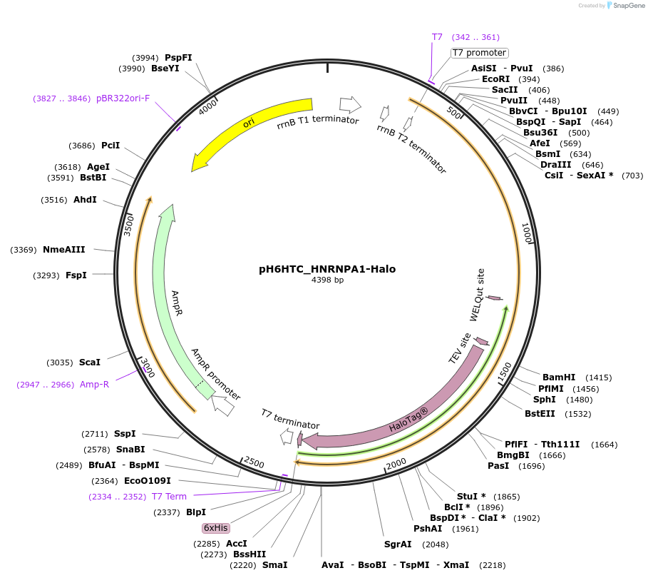 175307-plasmid-map-sequence-id-344842