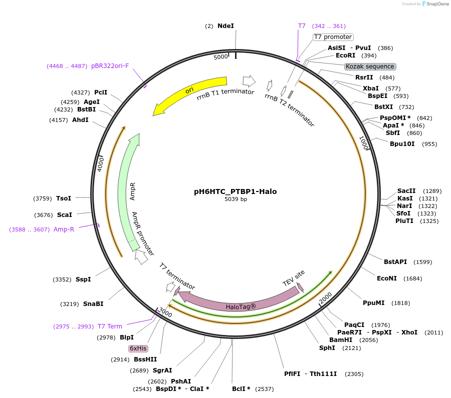 175302-plasmid-map-sequence-id-344845