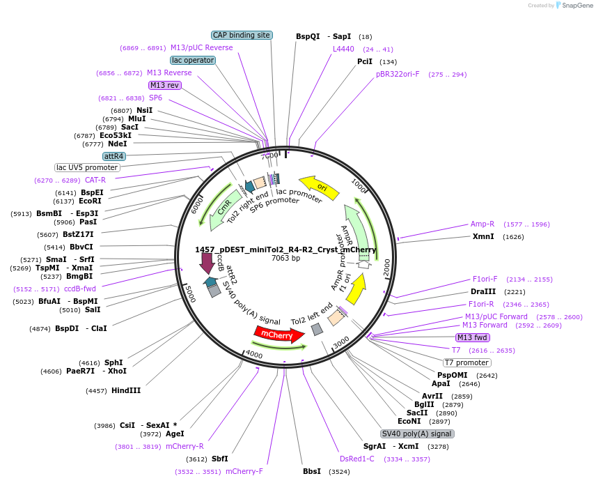 171796-plasmid-map-sequence-id-344872