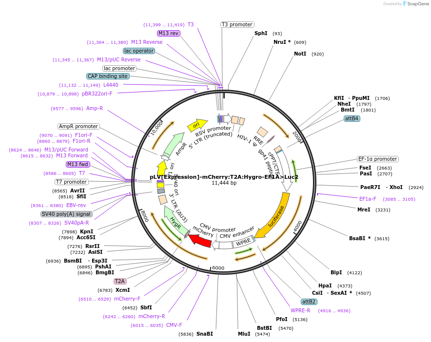 174665-plasmid-map-sequence-id-344886
