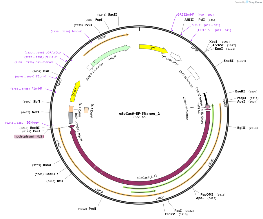174871-plasmid-map-sequence-id-344902