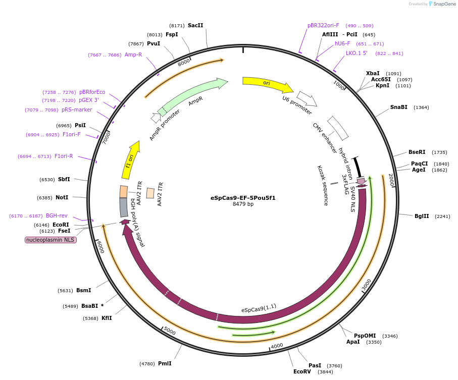 174872-plasmid-map-sequence-id-344907