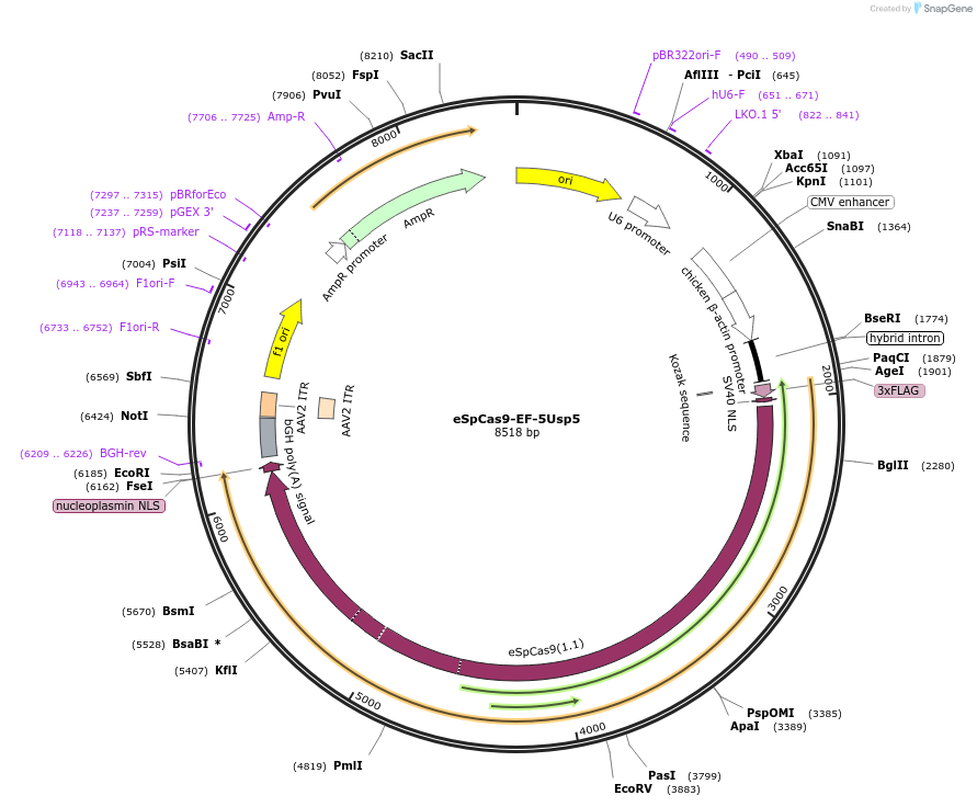 174873-plasmid-map-sequence-id-344908