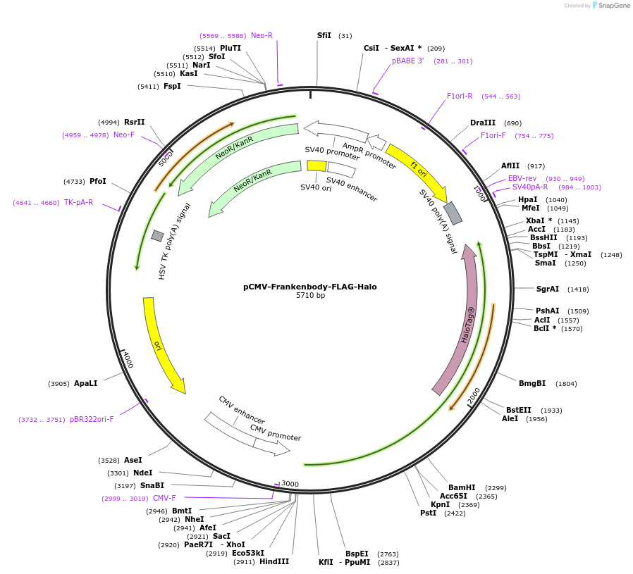 175296-plasmid-map-sequence-id-344919