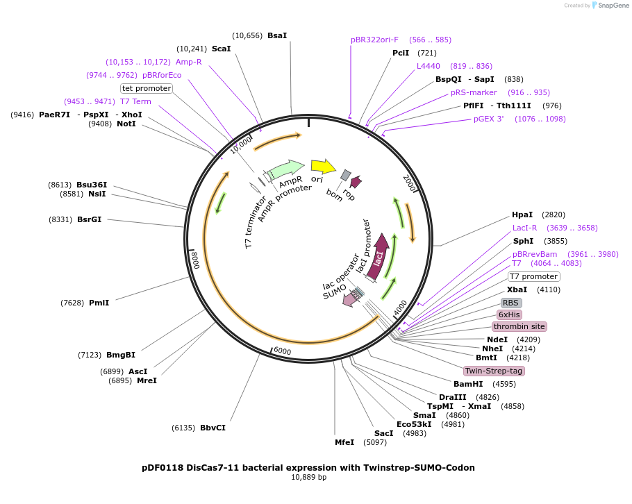 172503-plasmid-map-sequence-id-344921