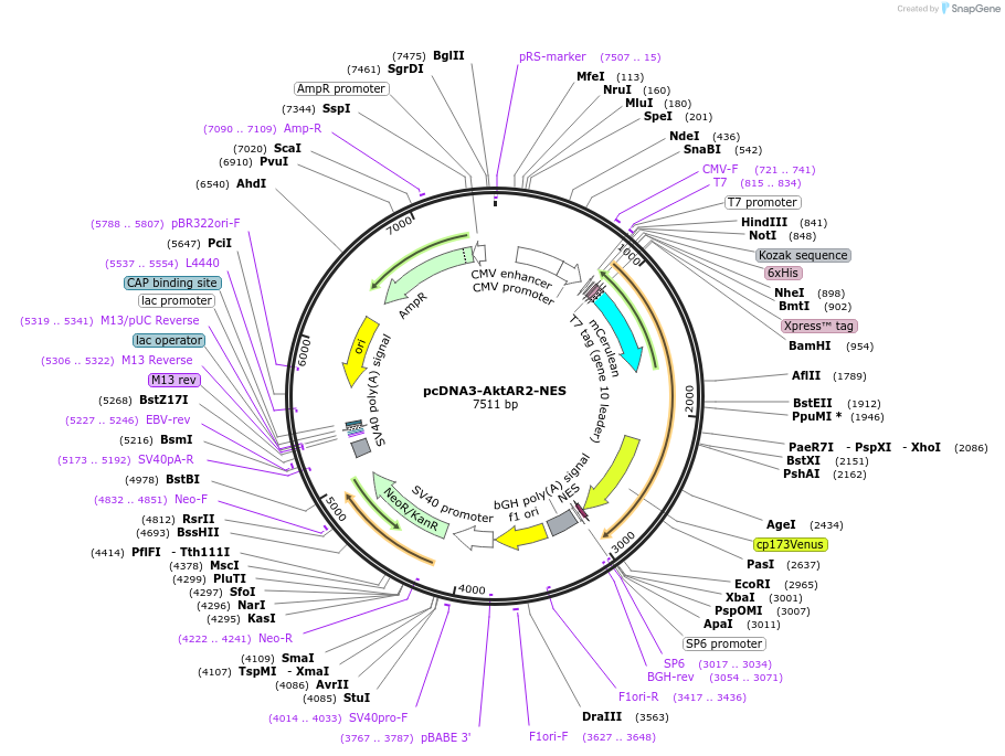 175011-plasmid-map-sequence-id-344926