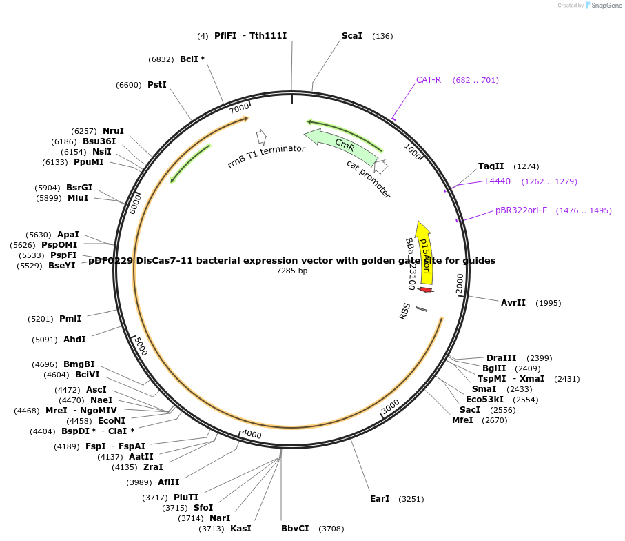 172506-plasmid-map-sequence-id-344928