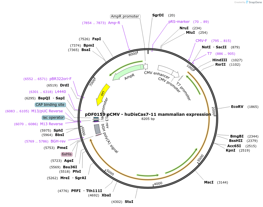 172507-plasmid-map-sequence-id-344930