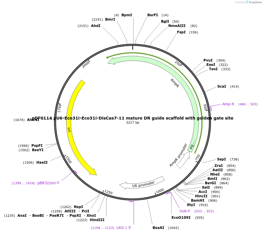 172508-plasmid-map-sequence-id-344931