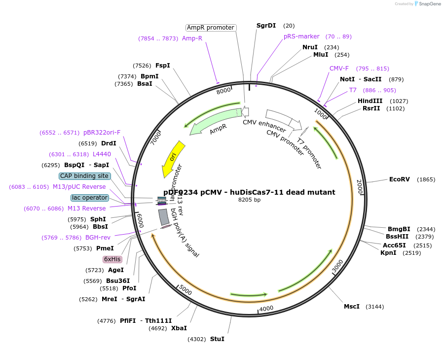 172509-plasmid-map-sequence-id-344932
