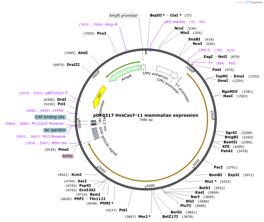 172511-plasmid-map-sequence-id-344934