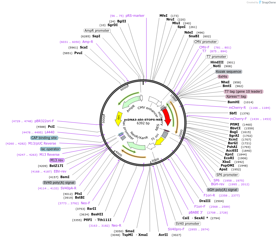 175008-plasmid-map-sequence-id-344936