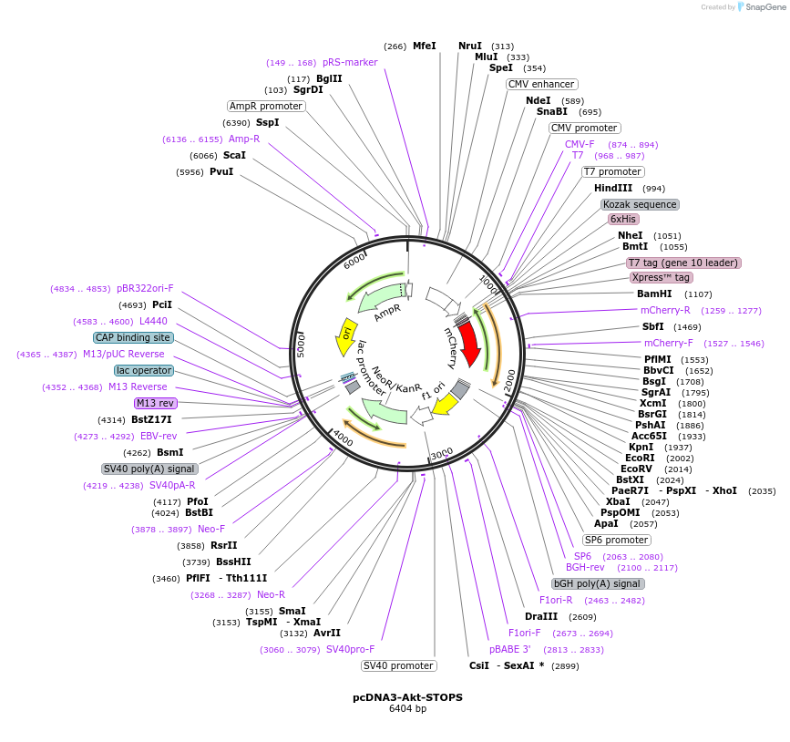 175006-plasmid-map-sequence-id-344970
