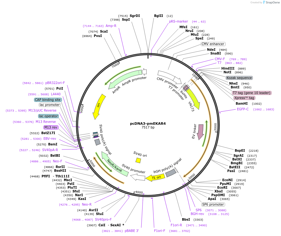174440-plasmid-map-sequence-id-344974