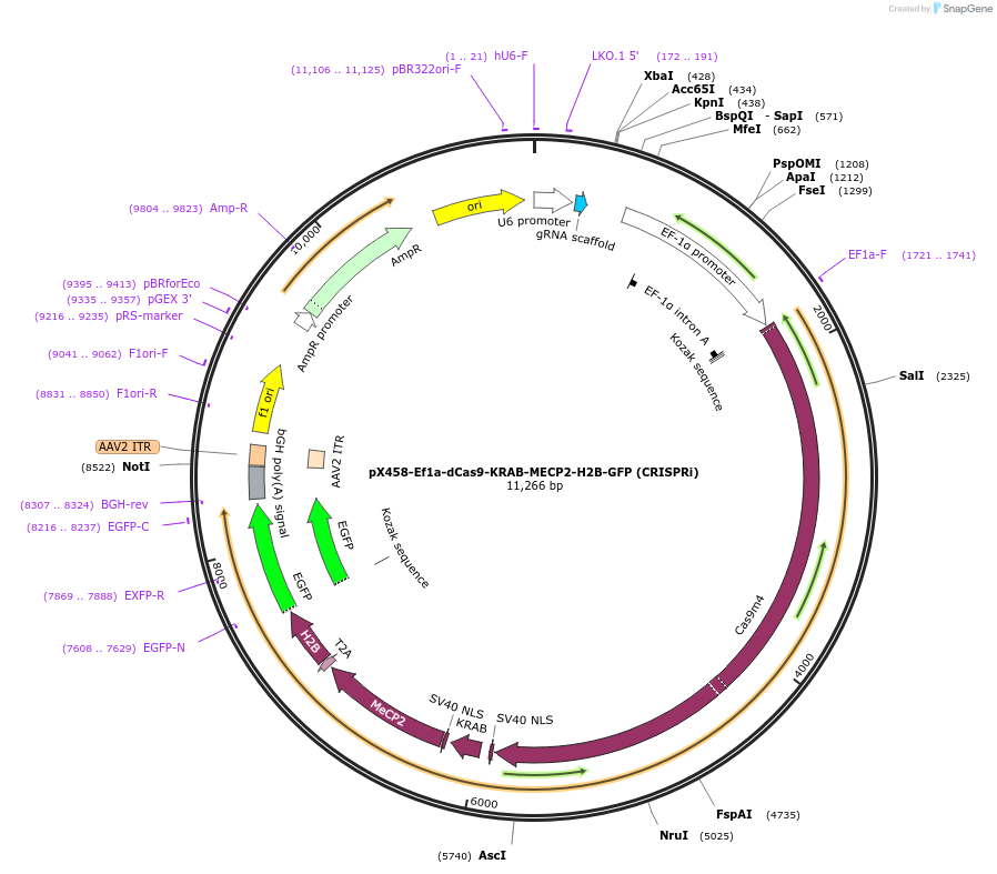 175573-plasmid-map-sequence-id-344990