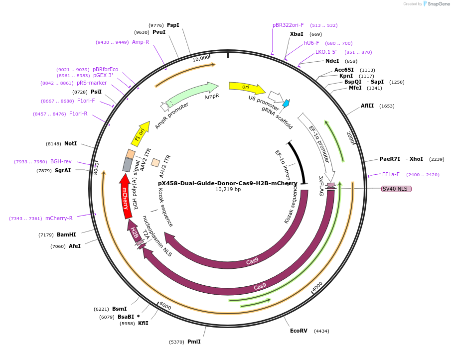 175570-plasmid-map-sequence-id-344992