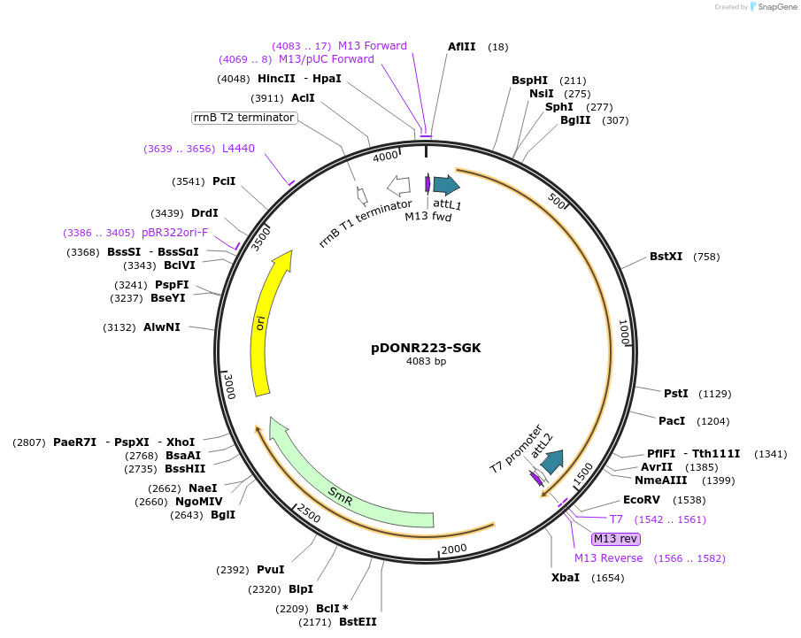 23708-plasmid-map-sequence-id-344993