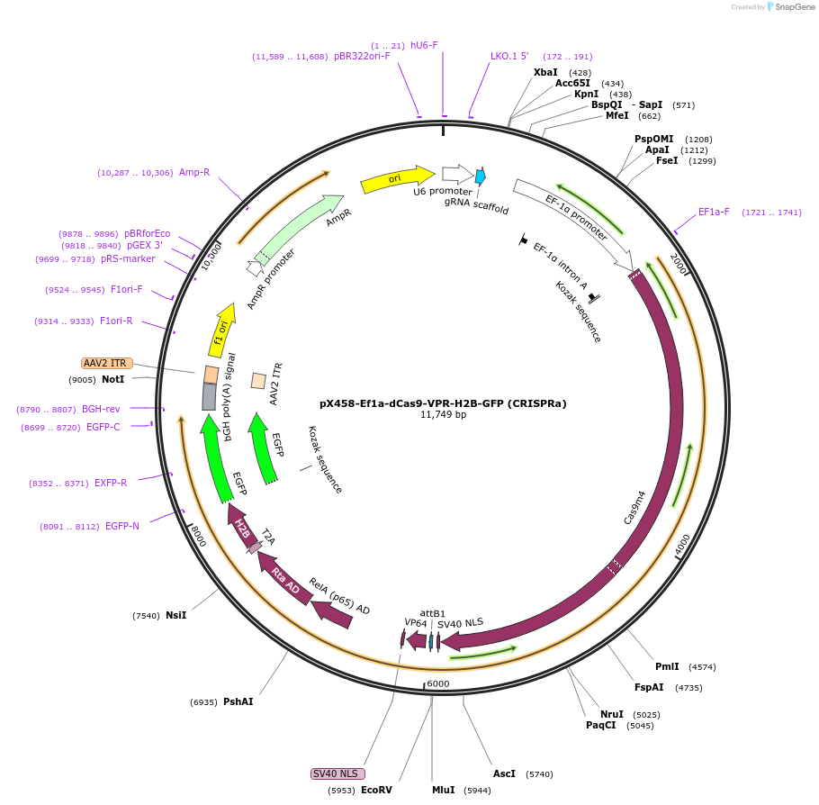 175571-plasmid-map-sequence-id-344994