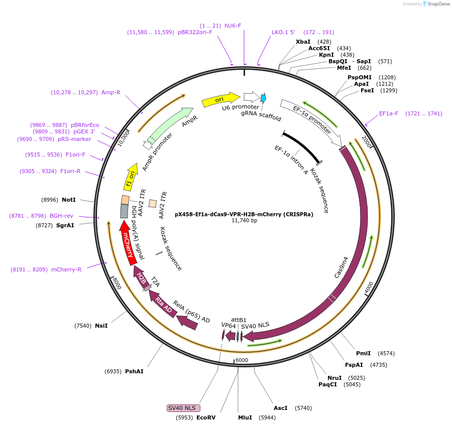 175572-plasmid-map-sequence-id-344996