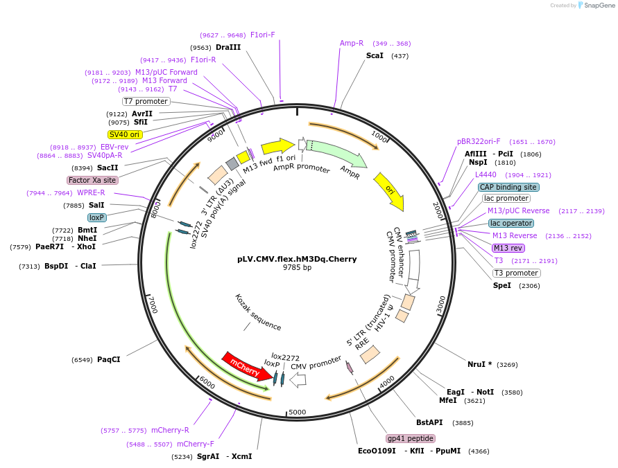 170360-plasmid-map-sequence-id-345001