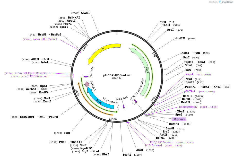 175432-plasmid-map-sequence-id-345031