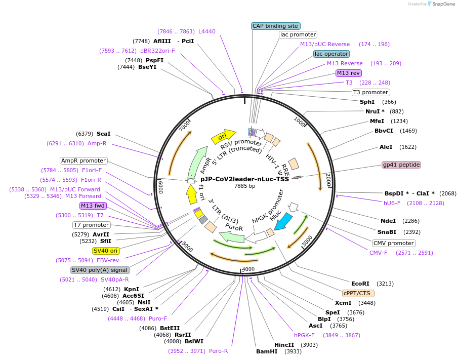 175430-plasmid-map-sequence-id-345032
