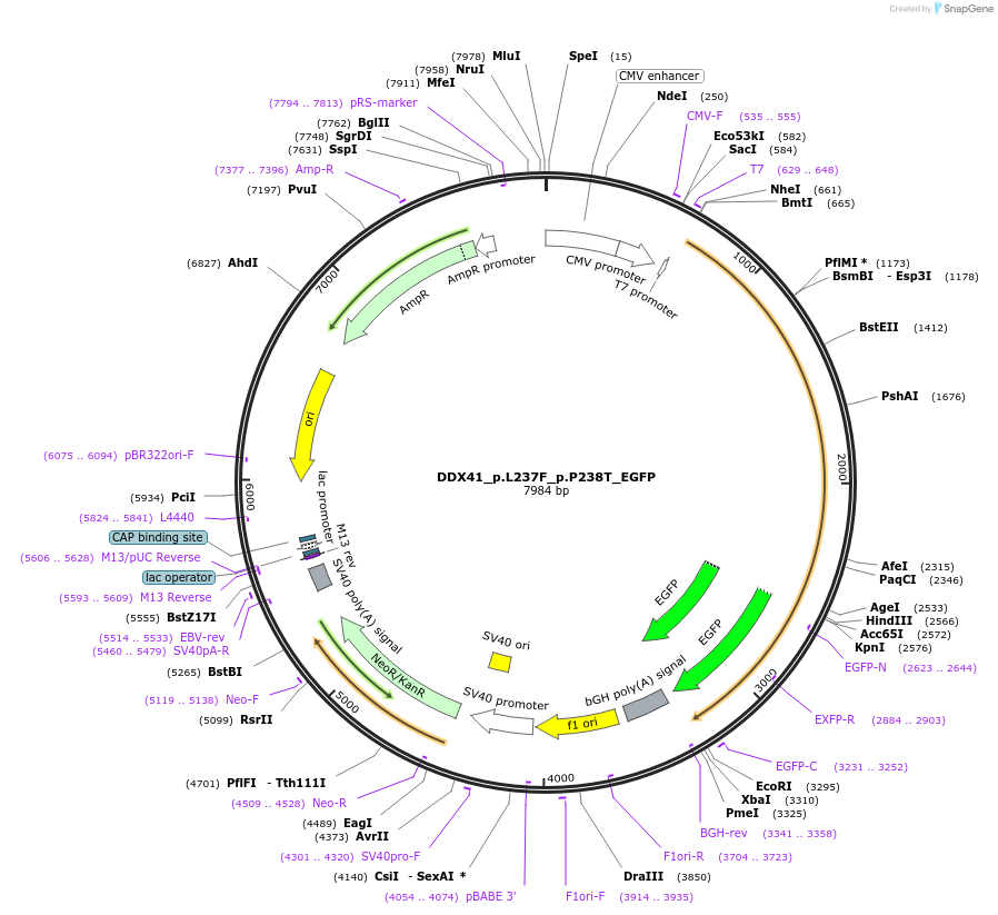 175845-plasmid-map-sequence-id-345044