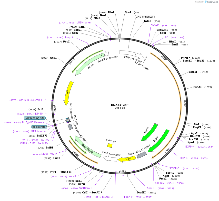175494-plasmid-map-sequence-id-345045