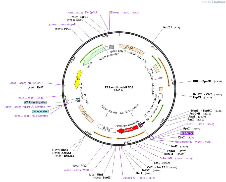 174541-plasmid-map-sequence-id-345057