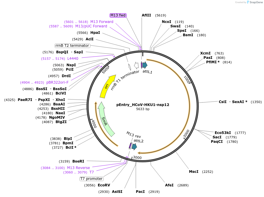 168909-plasmid-map-sequence-id-345067