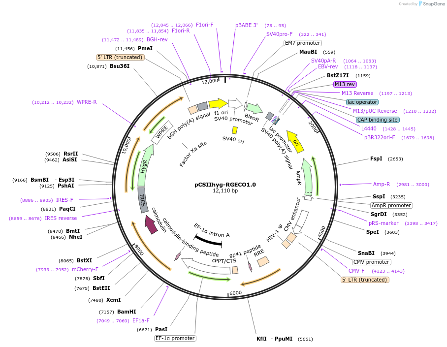 175813-plasmid-map-sequence-id-345071