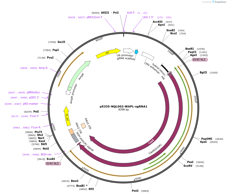 175550-plasmid-map-sequence-id-345078