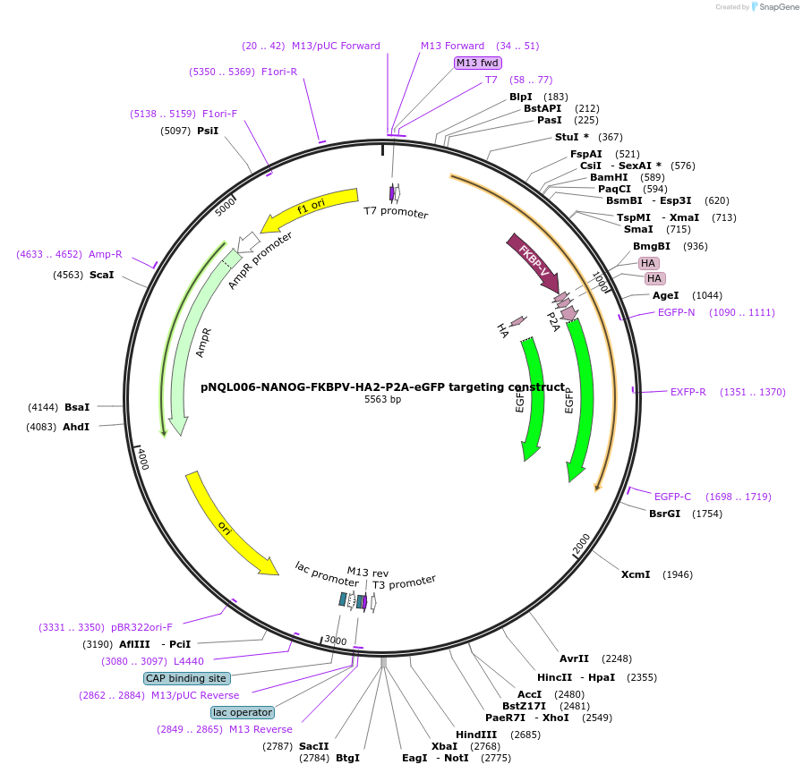 175554-plasmid-map-sequence-id-345080