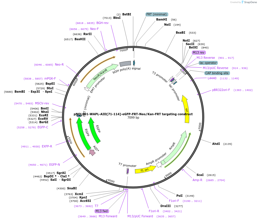 175549-plasmid-map-sequence-id-345088