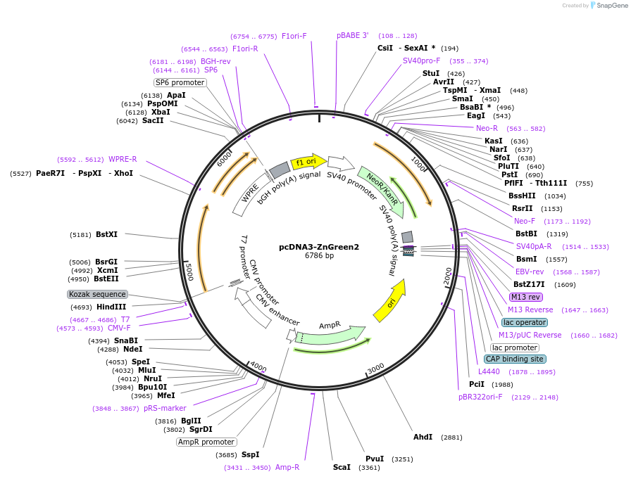 170781-plasmid-map-sequence-id-345093